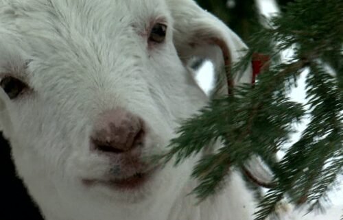 Goats are helping recycle hundreds of discarded Christmas trees.