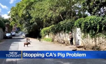 A new bill looks to stop the spread of wild pigs throughout California in order to  prevent damage and potential illnesses coming from swine.