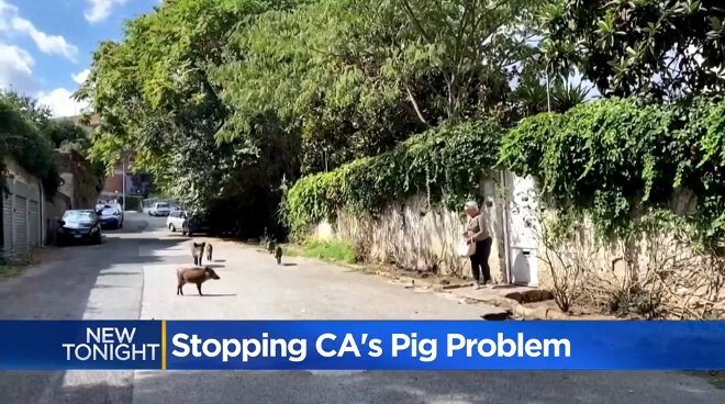 <i>KOVR</i><br/>A new bill looks to stop the spread of wild pigs throughout California in order to  prevent damage and potential illnesses coming from swine.