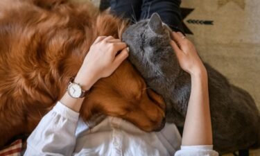 How different generations treat their pets