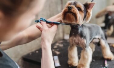 Health benefits of grooming your dog
