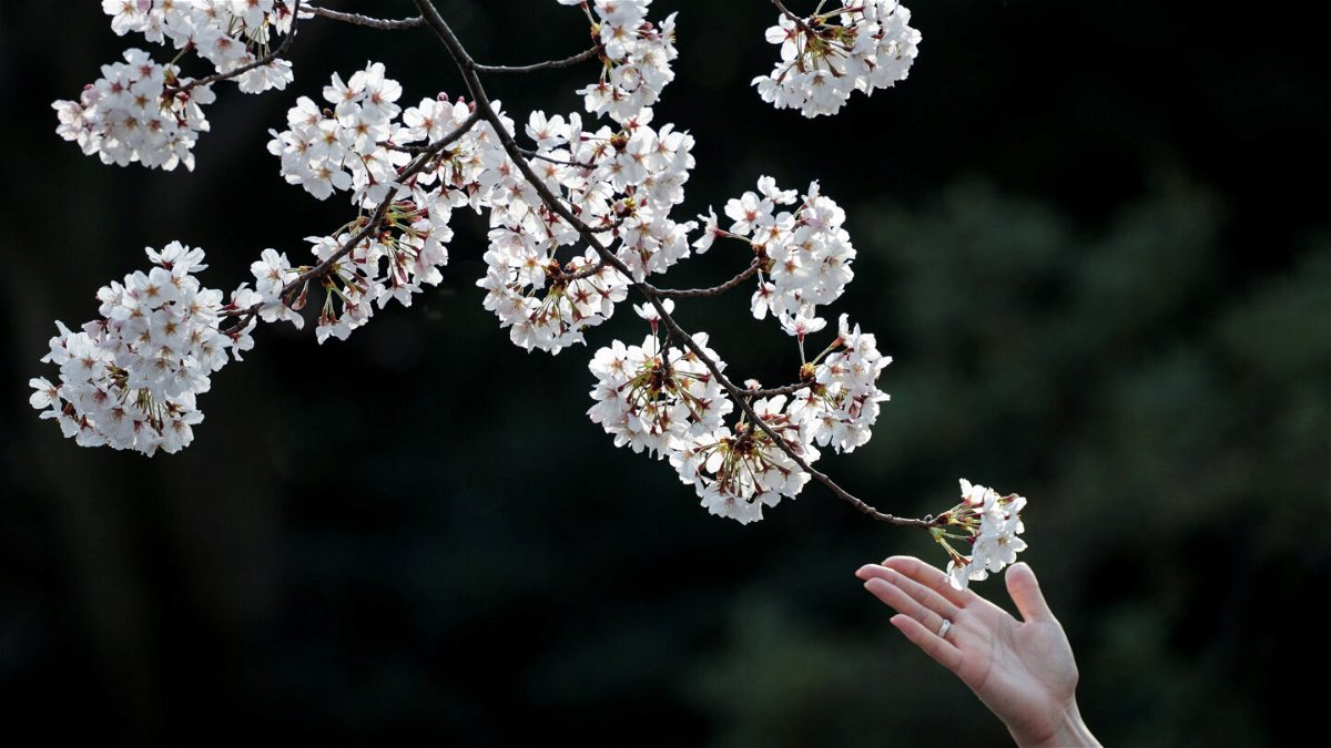 <i>Behrouz Mehri/AFP/Getty Images</i><br/>Cherry blossoms in Ueno Park in Tokyo