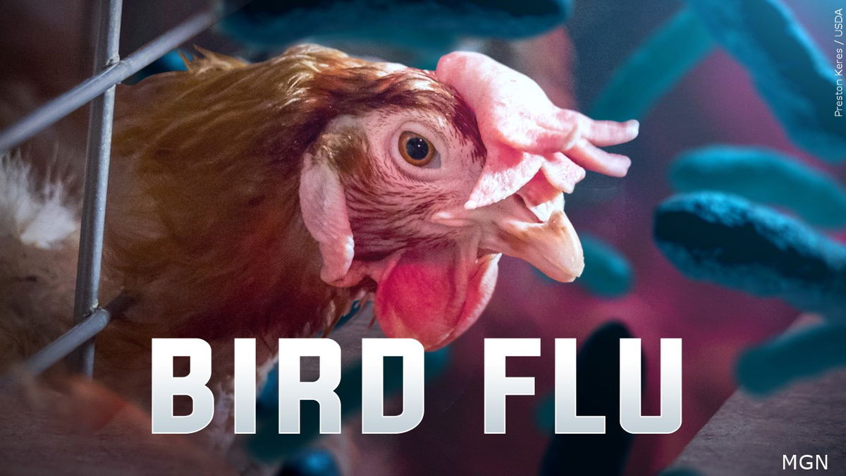 Free mental health help available during Bird Flu uncertainty in Colorado – KRDO