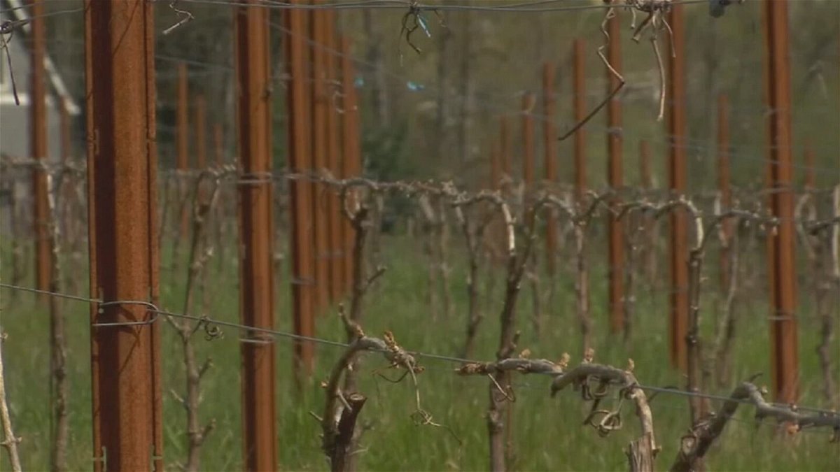 <i>KPTV</i><br/>Wineries hit by a midspring snowstorm earlier this month are still assessing damages to their crop.