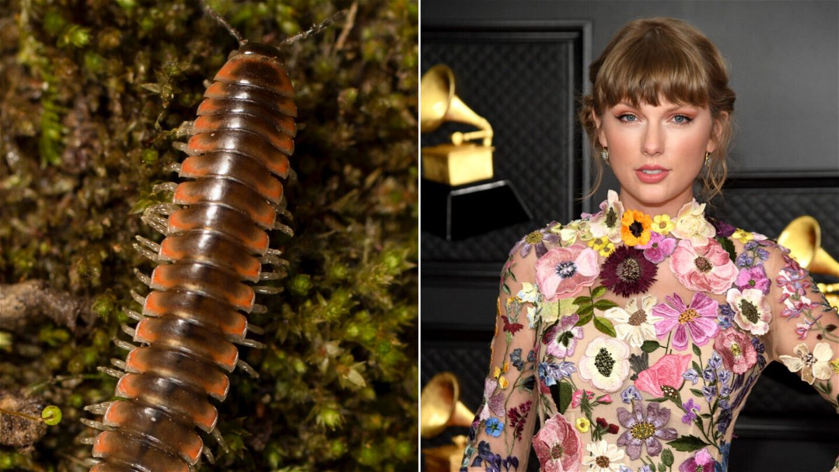 <i>Derek Hennen/Getty Images</i><br/>An entomologist named a new species of millipede Nannaria swiftae after pop star Taylor Swift.
