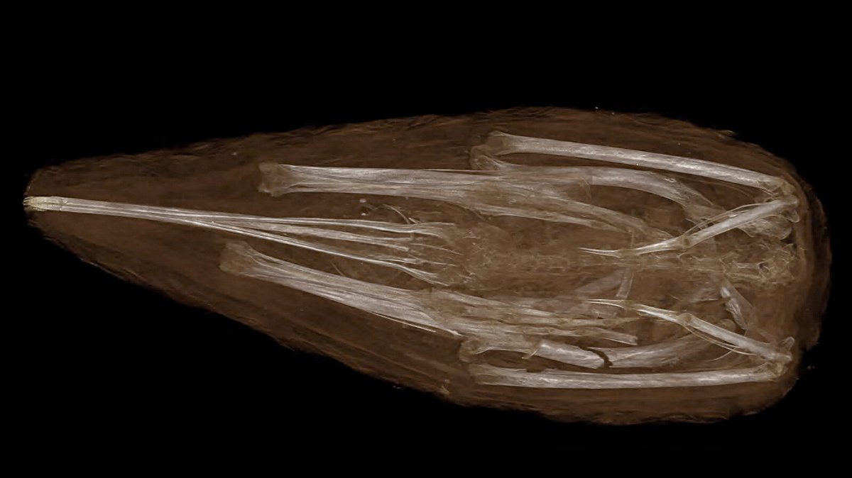 <i>Cornell University College of Veterinary Medicine - Imaging Service</i><br/>A 3D volume-rendered CT image of the mummified sacred ibis is shown