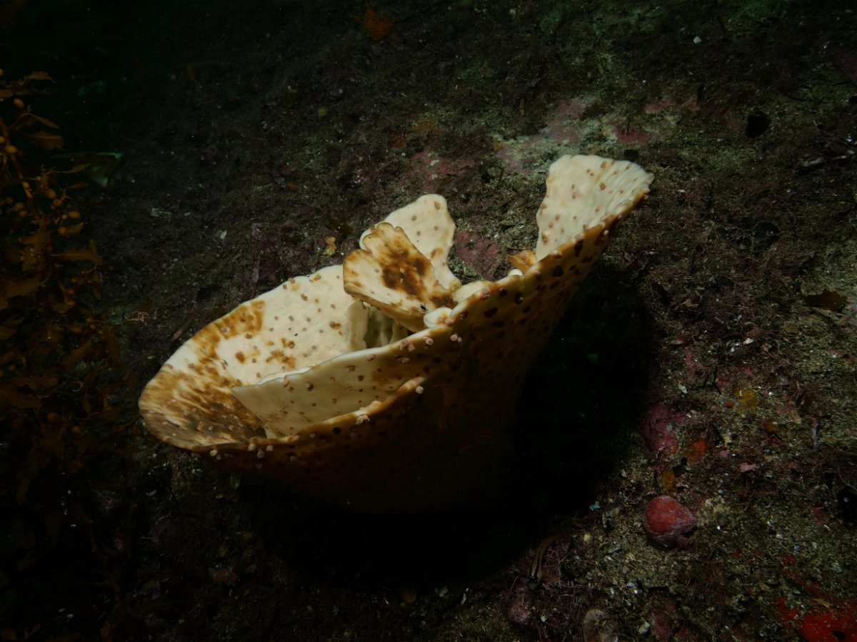 <i>Courtesy Dr Valerio Micaroni and Francesca Strano</i><br/>Shocking images have emerged from New Zealand showing millions of once-velvety brown sea sponges bleached bone white