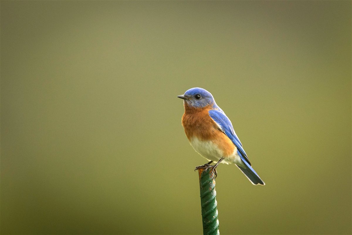<i>James Gilbert/Getty Images</i><br/>DNA testing of the eggs of the eastern bluebird revealed that a nest of eggs can have many fathers.