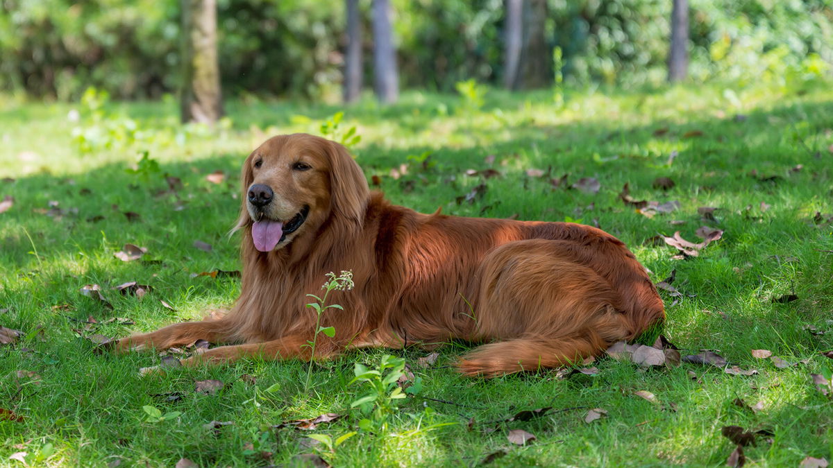 how to keep big dogs cool in hot weather