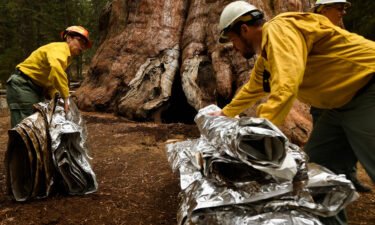 NPS personnel fold up fire resistant aluminum and fiberglass blankets as they unwrap General Sherman.