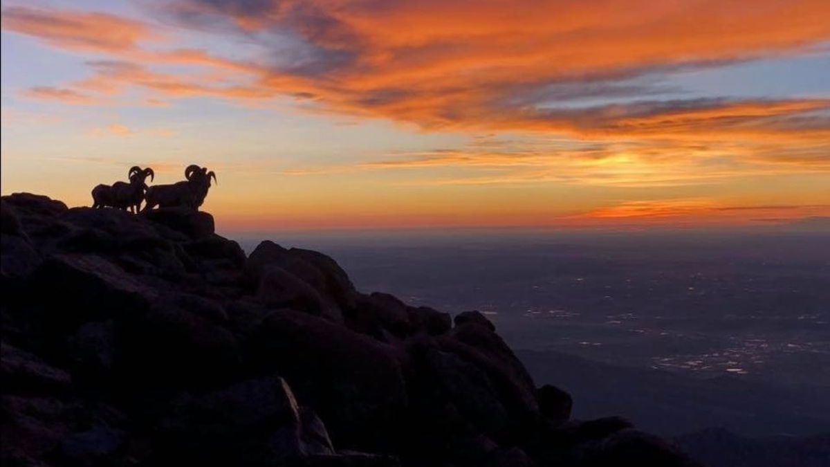 Bighorn sheep on Pikes Peak at sunrise