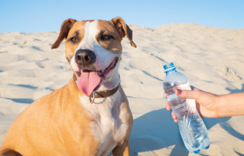 How to protect your dog from hot weather