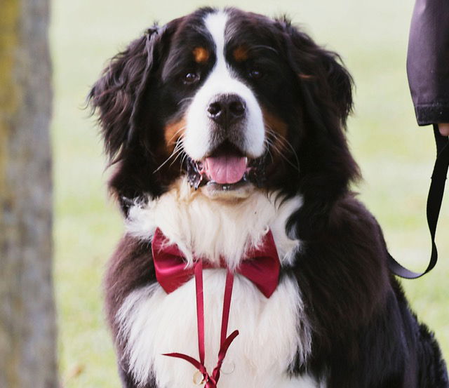 Tucker, bernese mountain dog - Dog Photo Contest