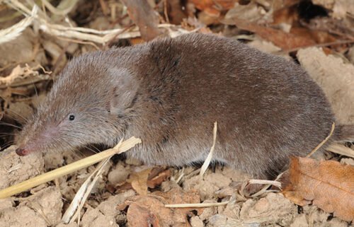 An Ussuri white-toothed shrew is pictured here. Scientists in China have detected a novel virus in the species.