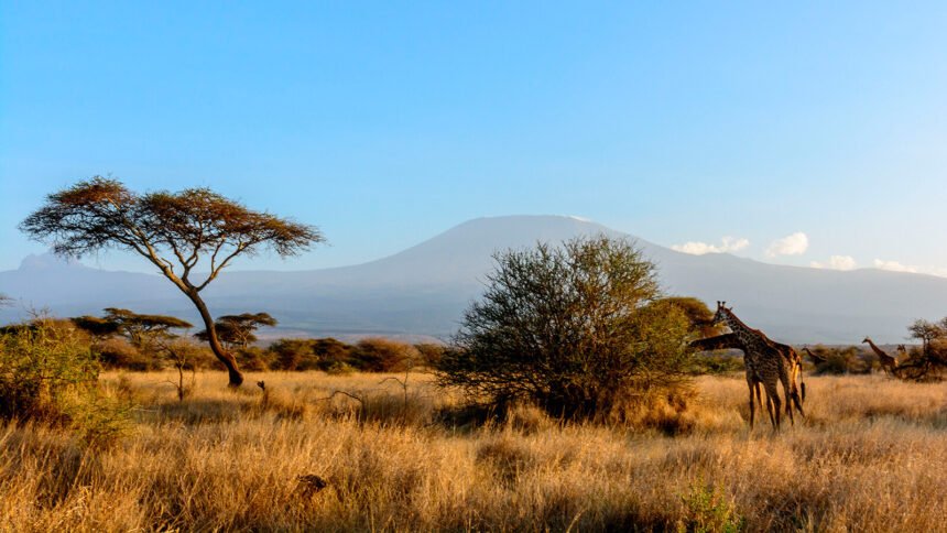 Climbers ascending Mount Kilimanjaro can now document their ascents in real-time on Instagram