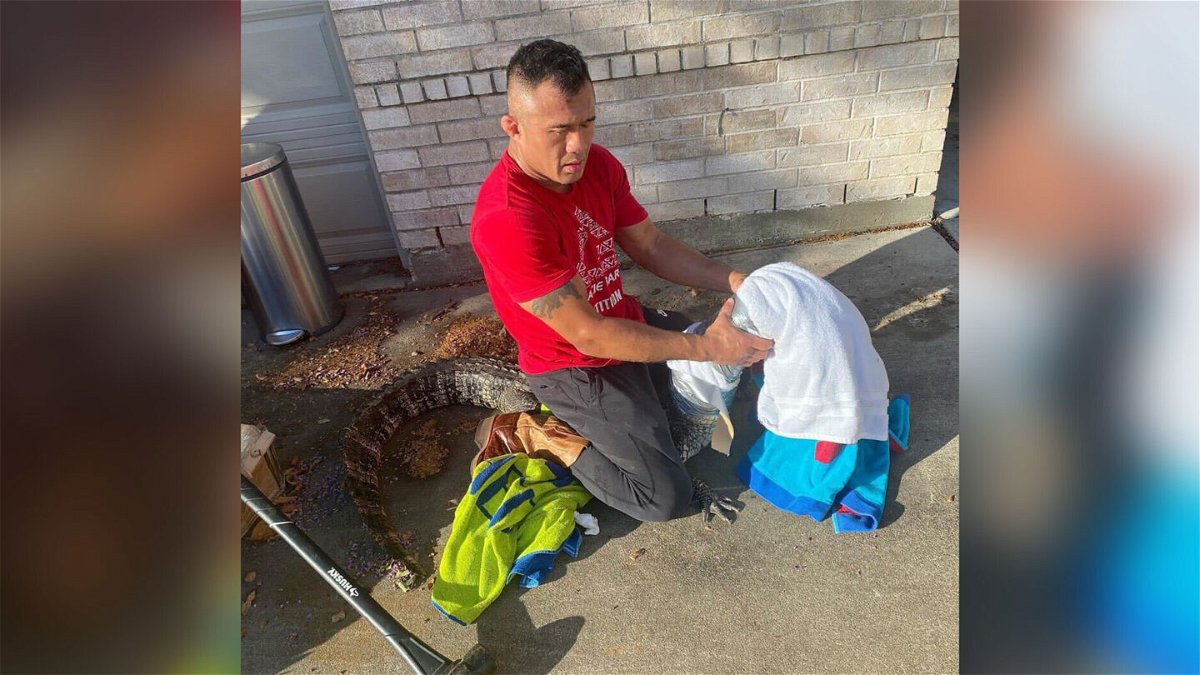 <i>courtesy Catherine Trinh</i><br/>Mike Trinh's 19-year old daughter captured this photo of her father wrangling an alligator after it turned up on their doorstep.