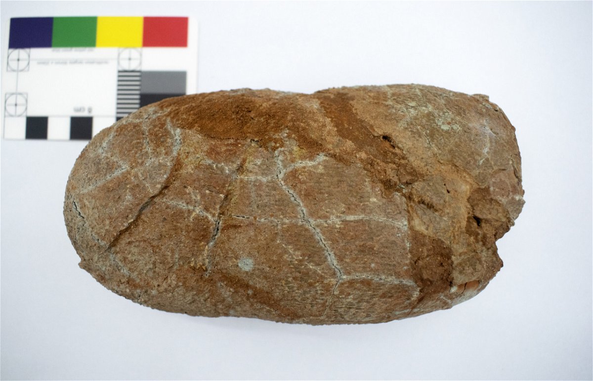 <i>Qiang Wang/Institute of Vertebrate Paleontology and Paleoanthropology</i><br/>Pictured is a fossilized egg belonging to Macroolithus yaotunensis
