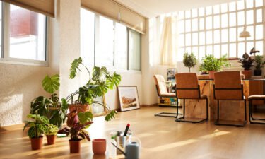 Houseplants provide therapeutic and wellness benefits