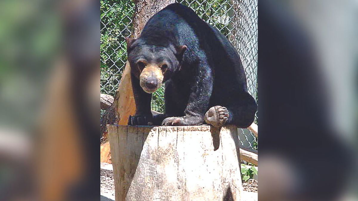 Pueblo Zoos Malayan Sun Bear Celebrates 33rd Birthday Krdo