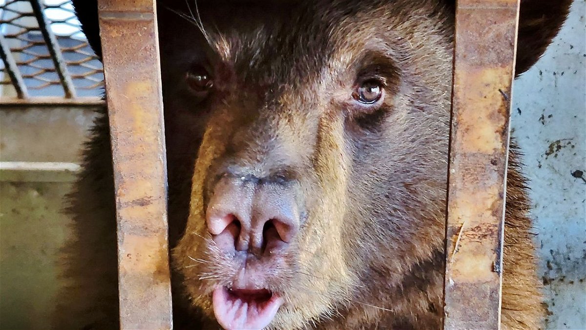Bear relocated from area southeast of Colorado Springs after weeks of  avoiding capture | KRDO
