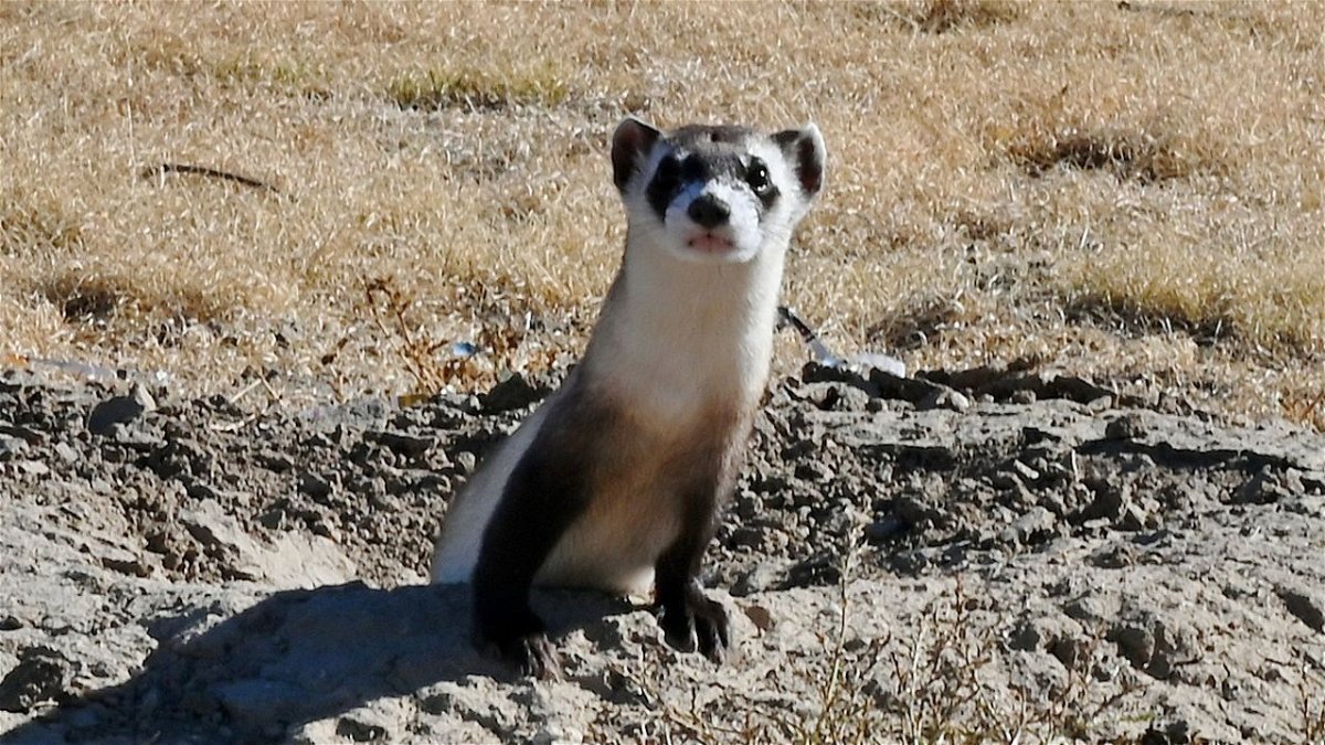 CPW released 30 black-footed ferrets this week on a prairie dog colony near Lamar. 