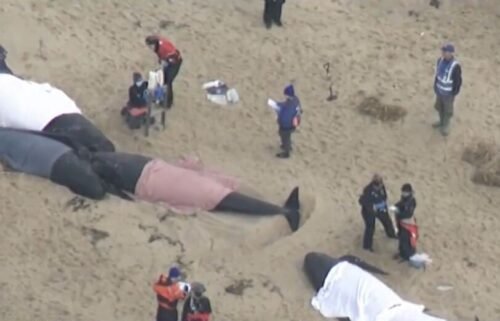Animal welfare workers were racing to save five pilot whales stranded on a beach in Eastham