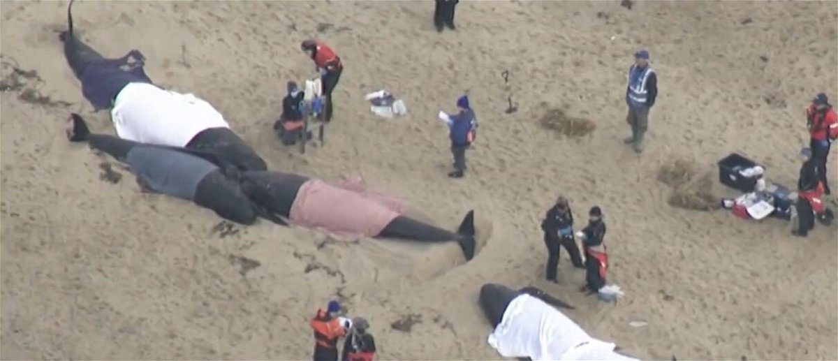 <i>WBZ</i><br/>Animal welfare workers were racing to save five pilot whales stranded on a beach in Eastham