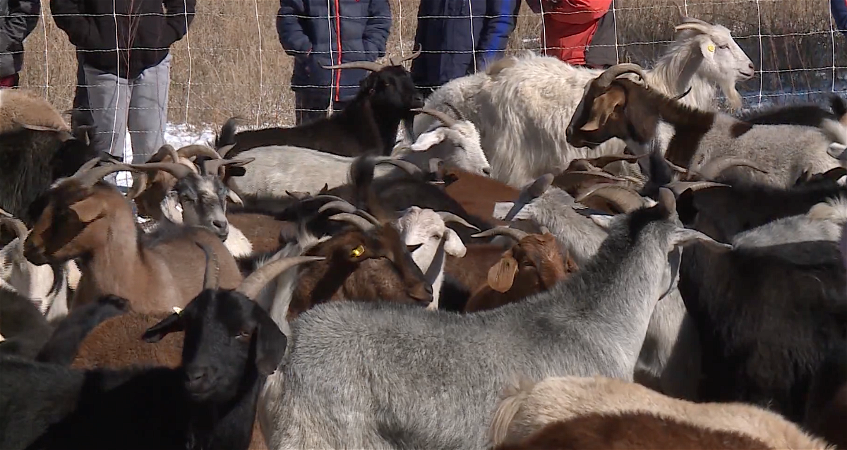 Mutilation of Goats - FOUR PAWS International - Animal Welfare Organisation