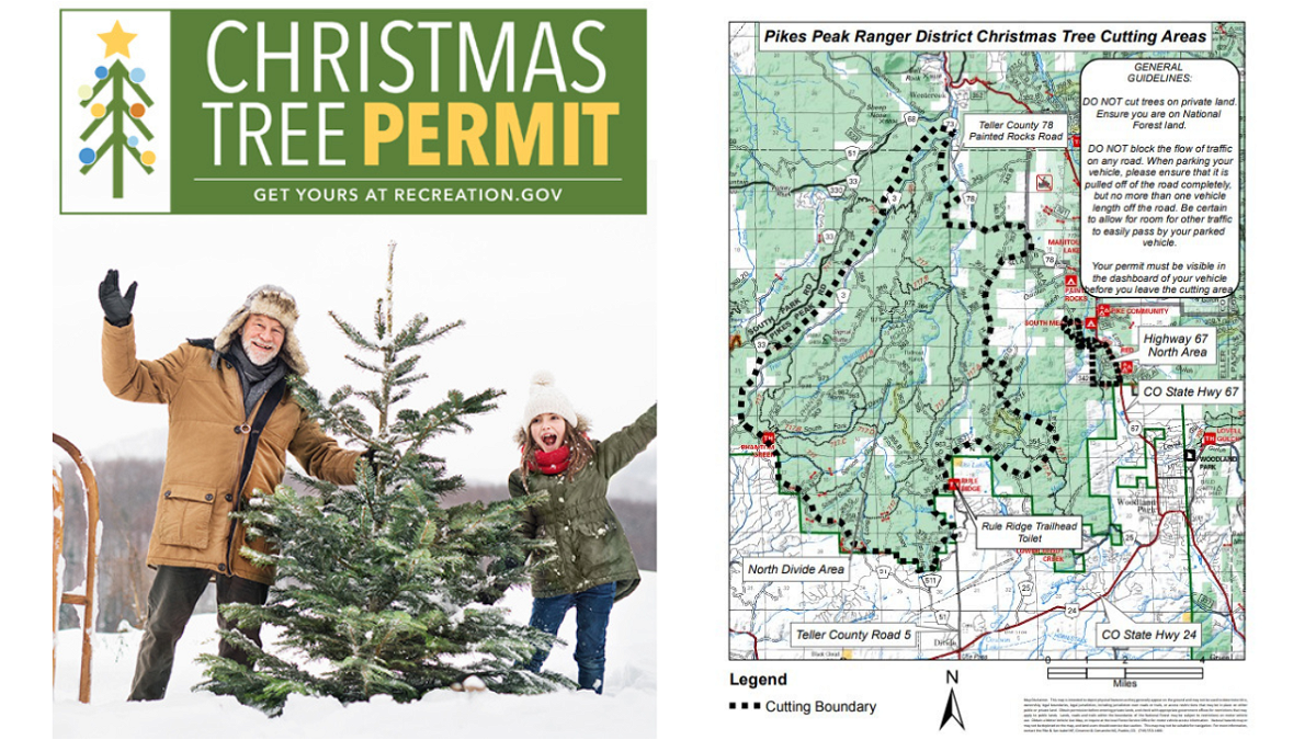 Pikes Peak Ranger District begins selling Christmas tree-cutting permits day after Thanksgiving