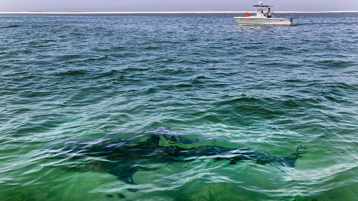 How to survive a shark attack -- or better yet, avoid one entirely