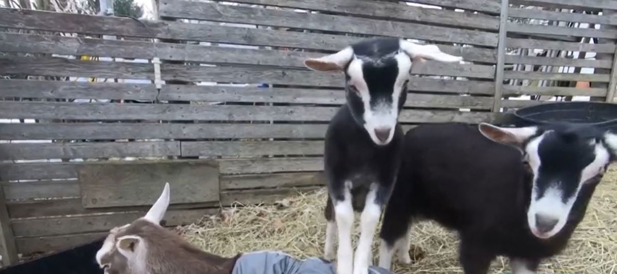 <i></i><br/>Kinder Way Farm Sanctuary in Vermont is recovering from a violent storm that damaged farm property.