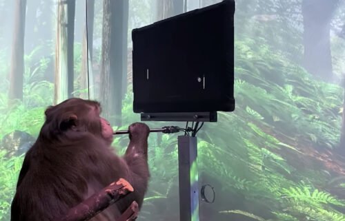 Elon Musk's Neuralink says this monkey is playing Pong with its mind.