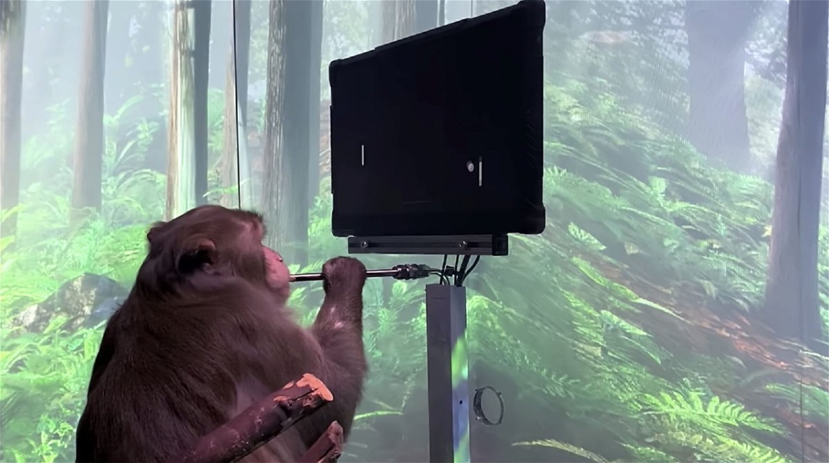 <i>From Neuralink/Youtube</i><br/>Elon Musk's Neuralink says this monkey is playing Pong with its mind.