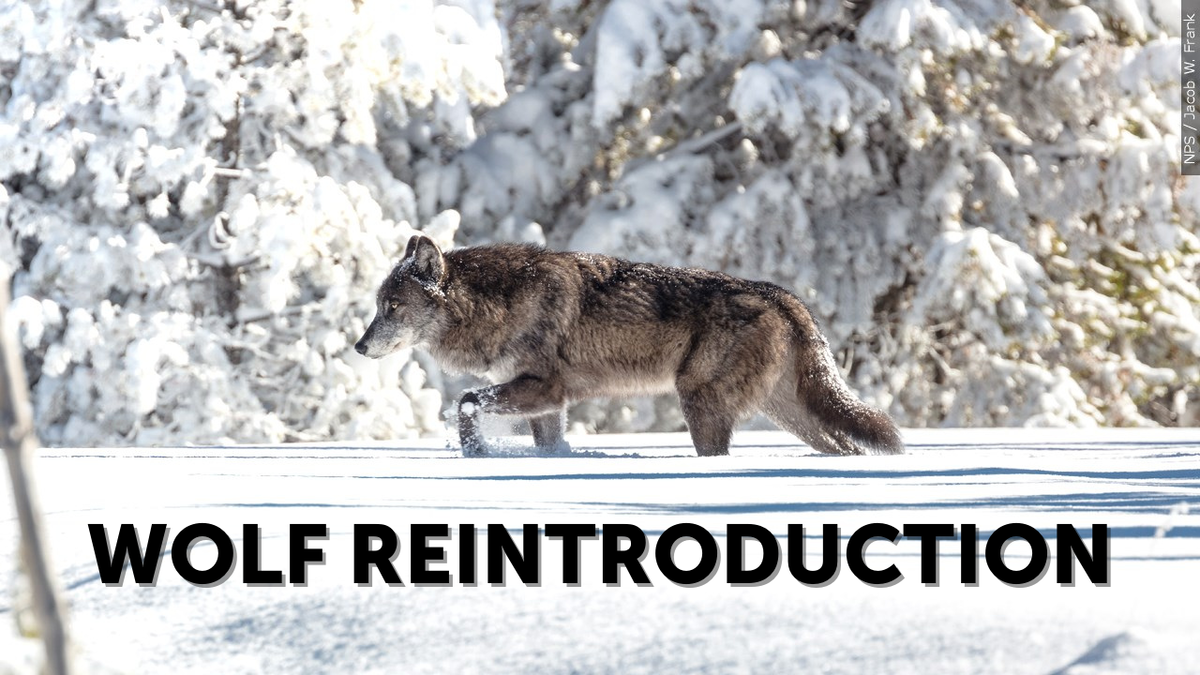 reintroduction of non experimental wolves