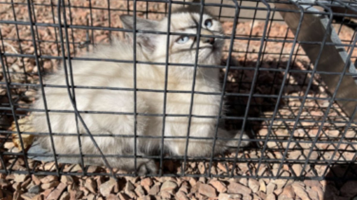 Pueblo charter school infested with skunks and cats for months