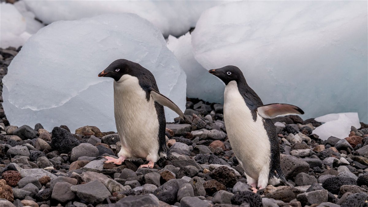 <i>Wolfgang Kaehler/LightRocket via Getty Images</i><br/>Adelie penguins on Paulet Island in the Weddell Sea