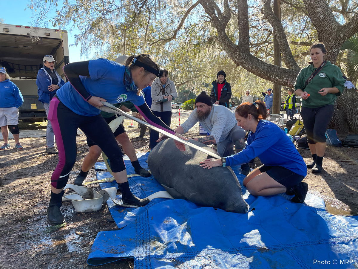 Florida rescue releases 'unprecedented' 12 manatees into the wild in ...