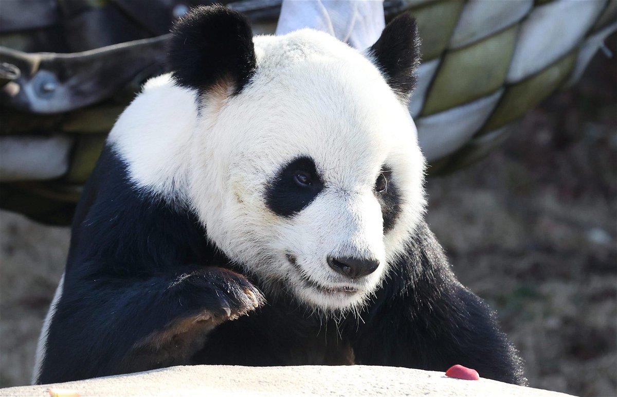 <i>Joe Rondone/The Commercial Appeal/USA Today</i><br/>Giant panda Le Le is seen here at the Memphis Zoo in February 2021. Le Le died at the Memphis Zoo earlier this week.