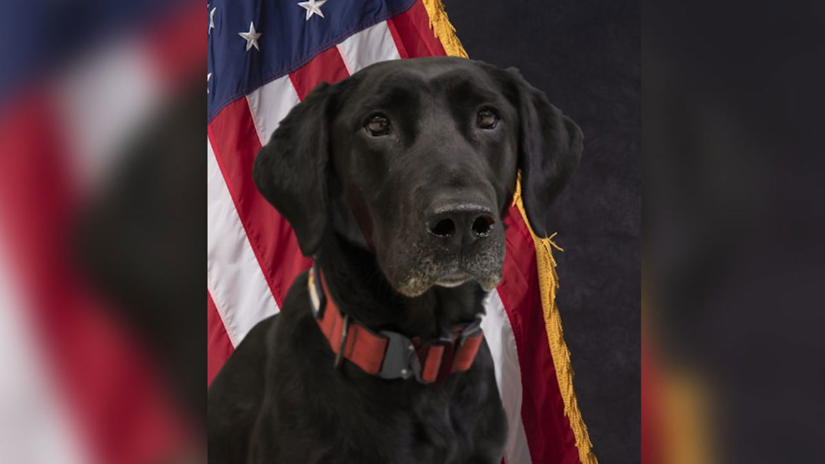 Cspd K9 To Receive Donation Of Body Armor Krdo