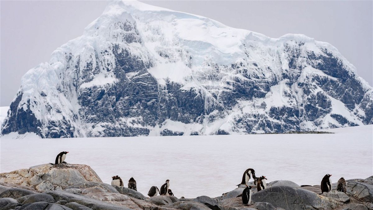 As Antarctica's landscape changes, its iconic penguins are at risk
