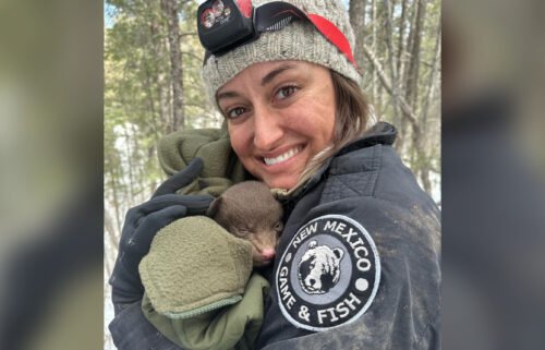 The New Mexico Department of Game and Fish is looking for "professional bear huggers" to join its conservation officer training program.