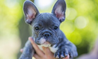French Bulldogs are now the most popular dog breed in the US