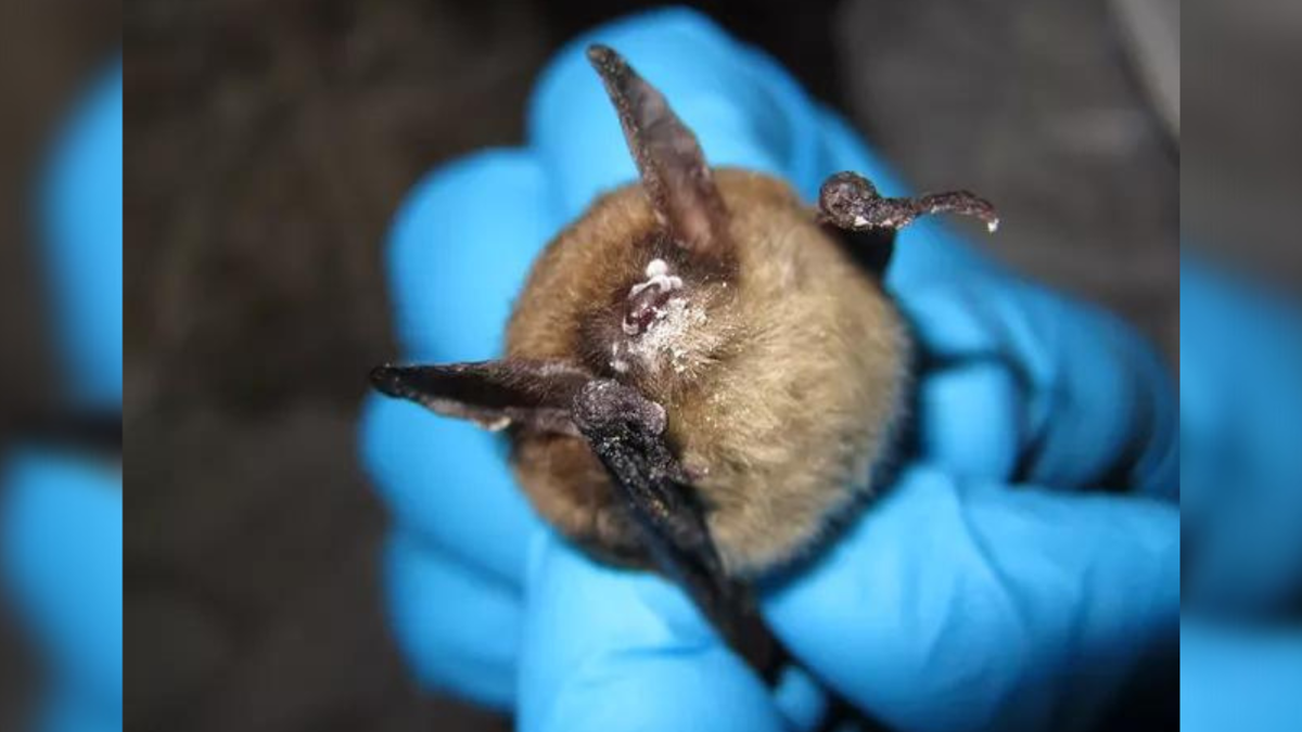 The white fungus is clearly visible on the muzzle of this northern myotis bat.
