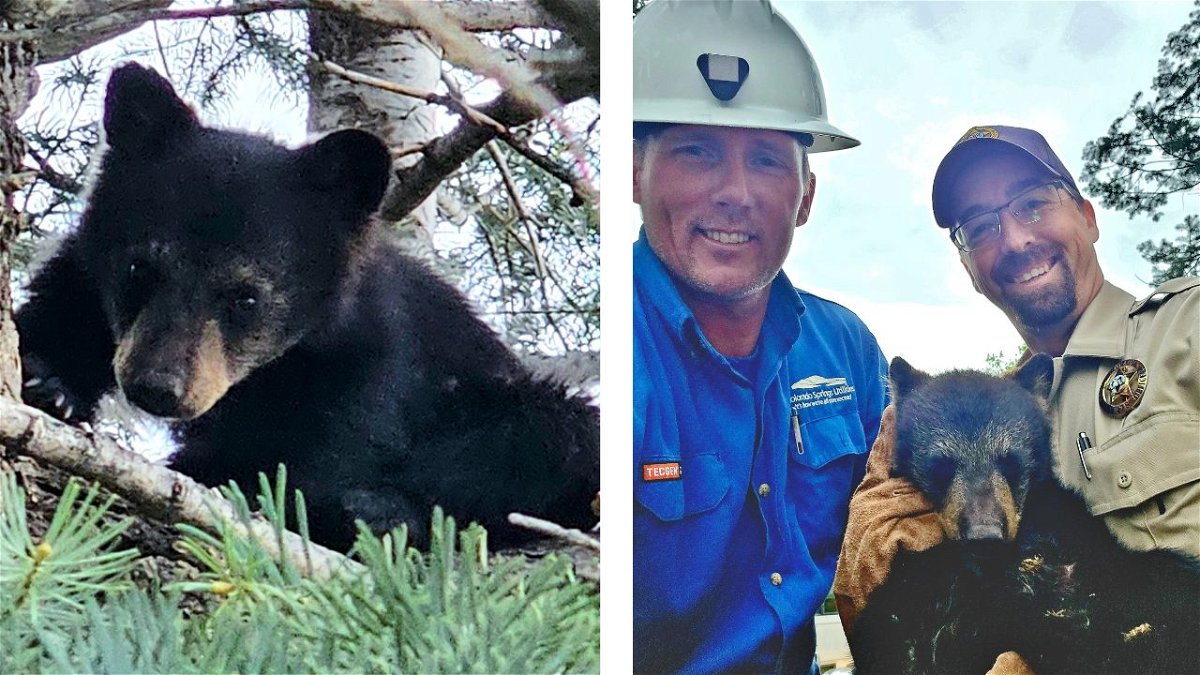 L: The bear cub. 
R: CSU employee Nick Freedle and CPW Wildlife Officer Travis Sauder with the bear cub.