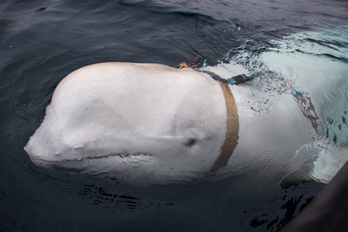 <i>Jorgen Ree Wiig/Norwegian Directorate of Fisheries/Sea Surveillance Service</i><br/>A beluga whale widely speculated to be an alleged Russian “spy” has entered Swedish waters