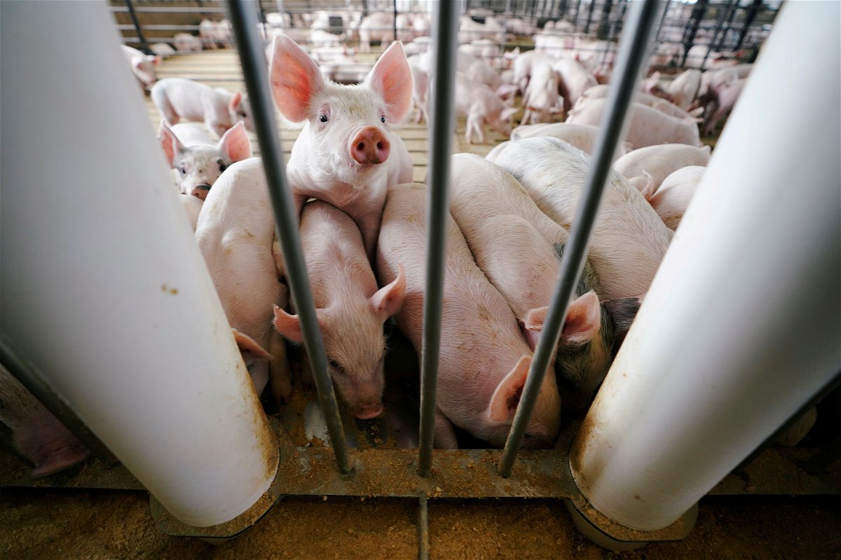 <i>Ben Brewer/Reuters/File</i><br/>The US Supreme Court upholds California pork regulations. Pictured is a hog farm in Ryan