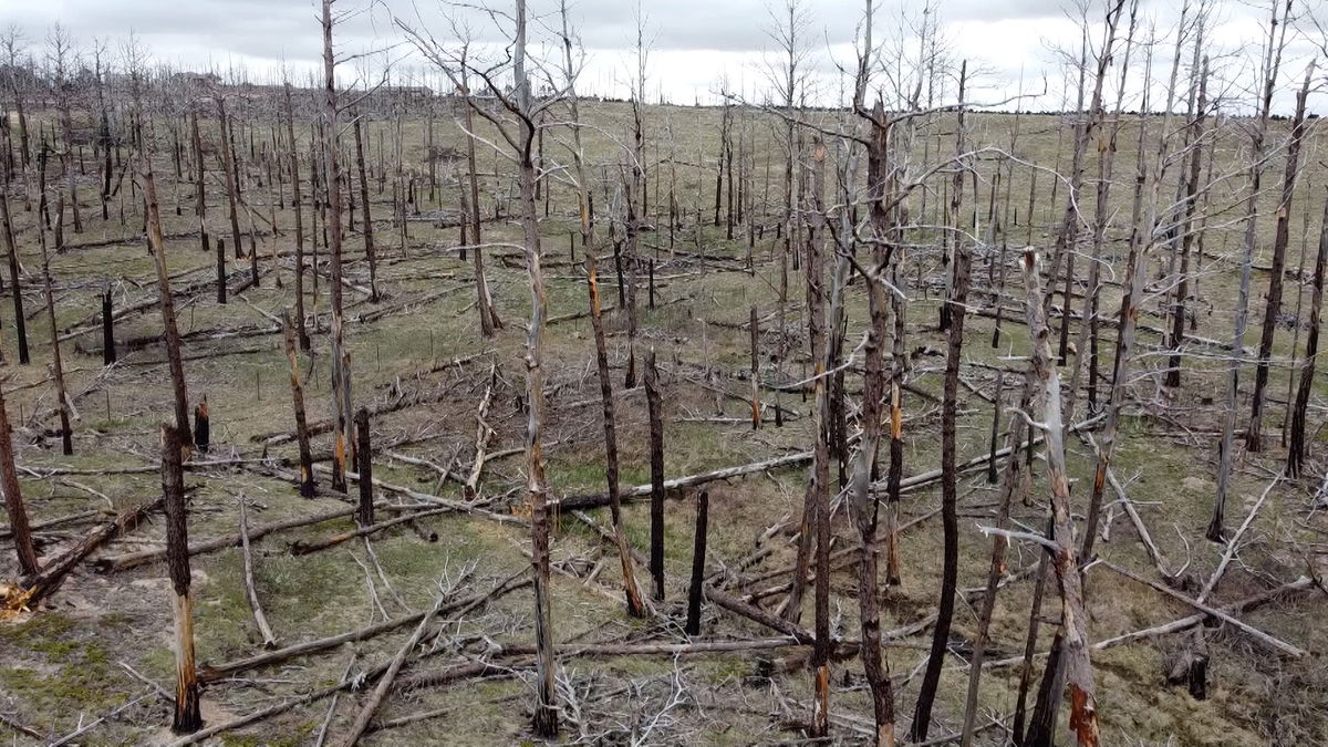 Much work remains to restore and protect Black Forest | KRDO