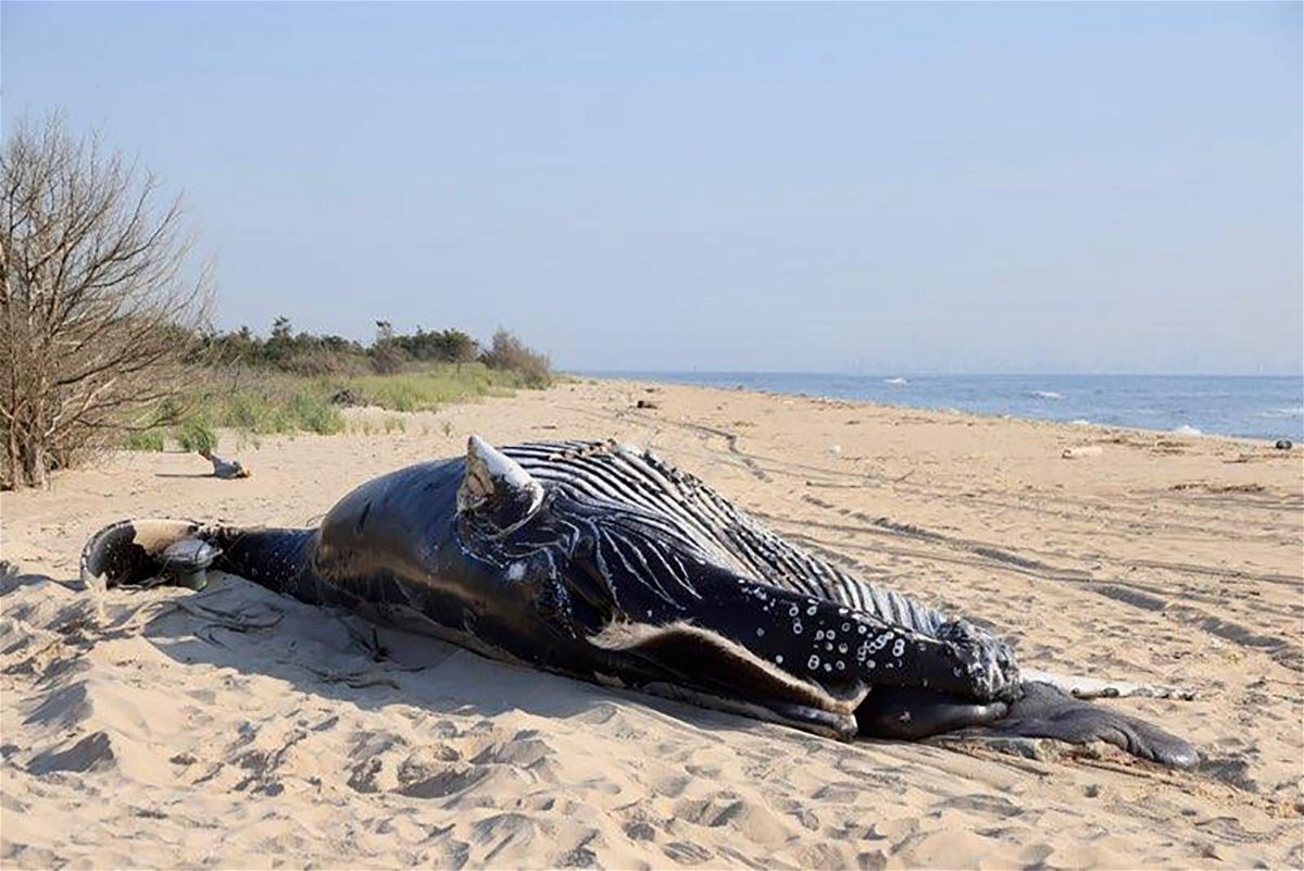 <i>NOAA Fisheries</i><br/>Two dead humpback whales were found off the coasts of New York and New Jersey.