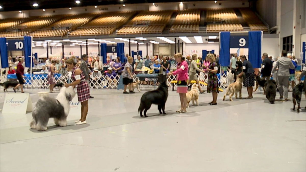 5 dogs die in RV fire at Florida dog show KRDO