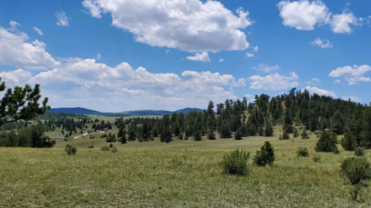 Area near Pike National Forest Road 146 where carcass was dumped